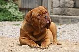 DOGUE DE BORDEAUX 229